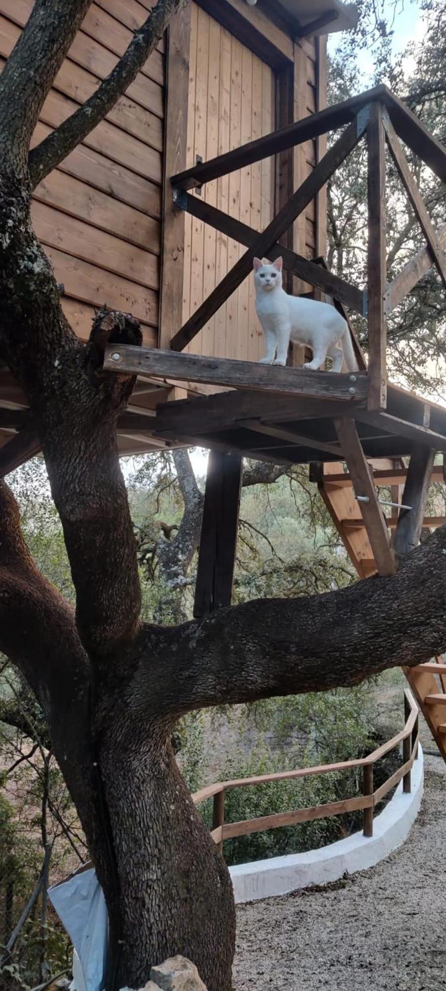 Cabana Del Arbol Lavagarural Villanueva del Rosario Buitenkant foto